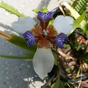 Meet your Posher, Carolyn